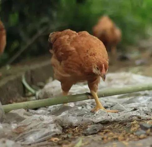 金寨散养土鸡